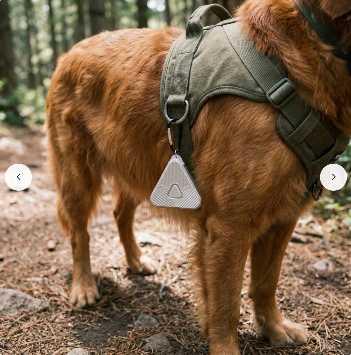 Hund i sele med Eoka Clip i silver på skogsstig