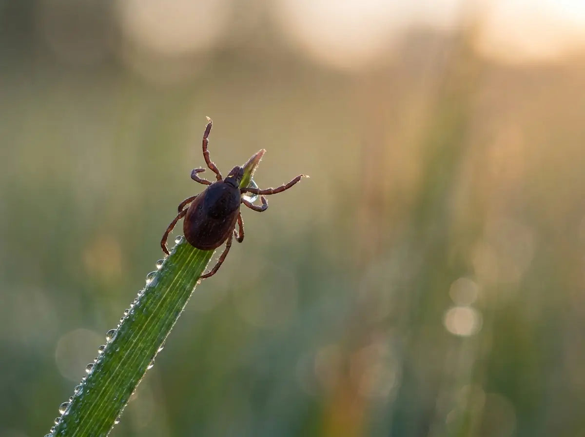 Teek die helemaal boven op een grasspriet zit te wachten